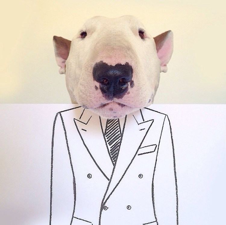 Бультерьер в стон Айленд