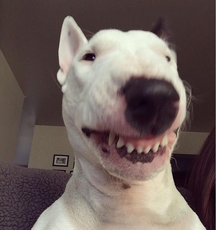 Бультерьер и яйцо