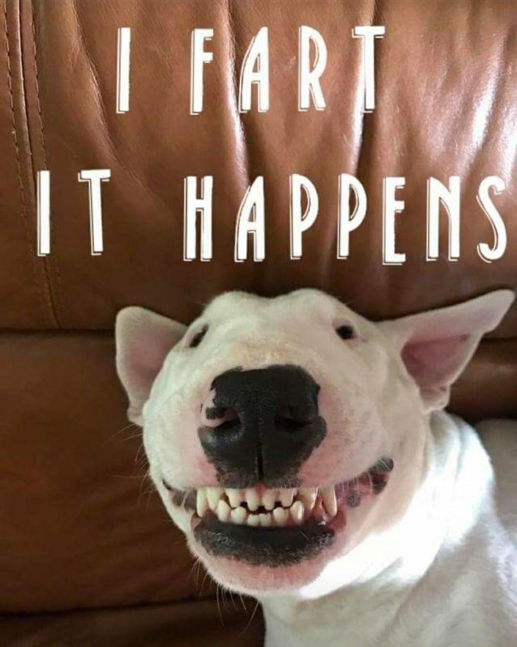 Бультерьер улыбается