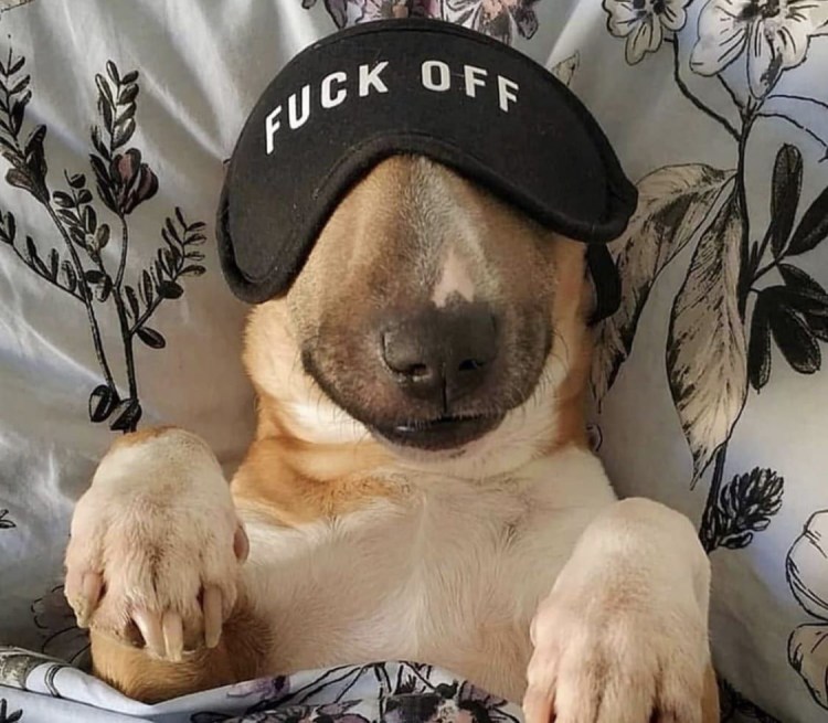 Бультерьер и яйцо