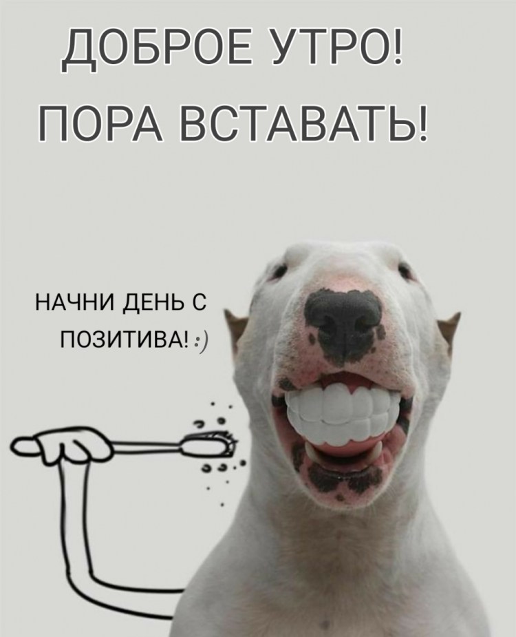 Уолтер собака