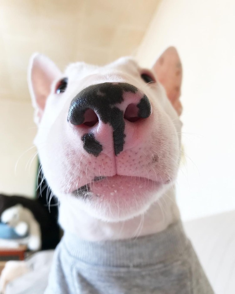 Бультерьер за рулем