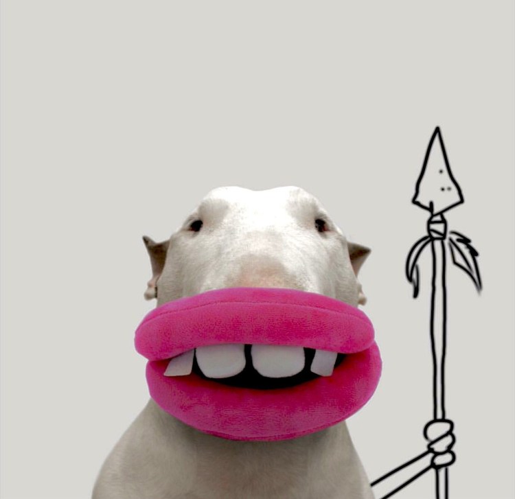 Бультерьер Шарк