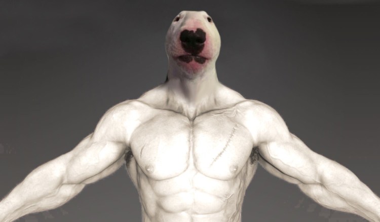 Жёсткошерстный бультерьер