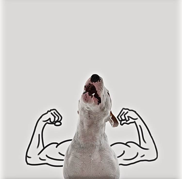 Бультерьер Нельсон Мем