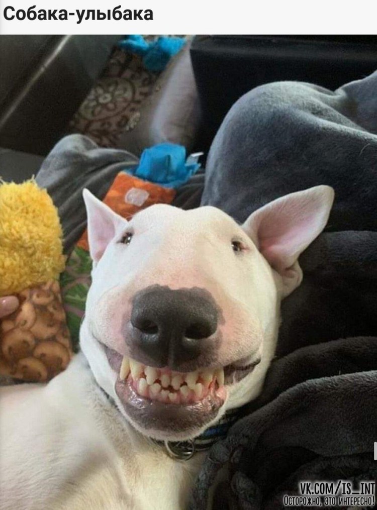 Прикольные Бультерьеры