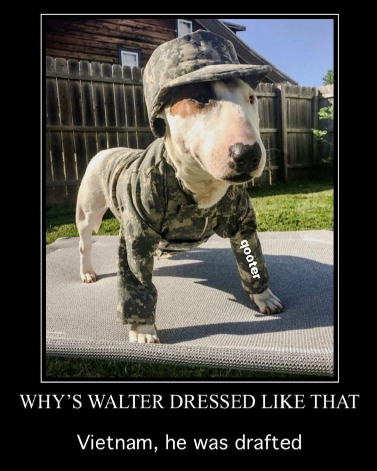 Бультерьер сидит за столом