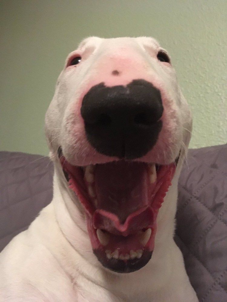 Собака из мема белая