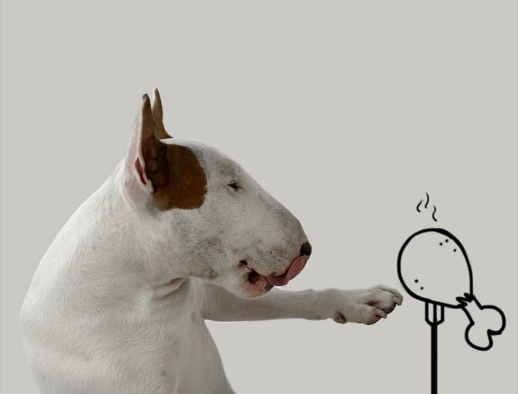 Бультерьер морда смешная