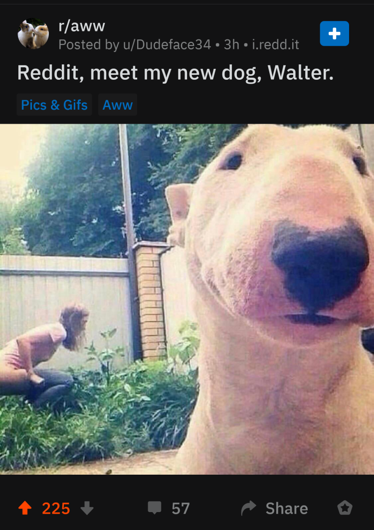 Бультерьер Шарк