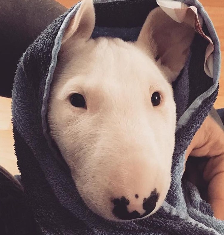 Бультерьер селфи