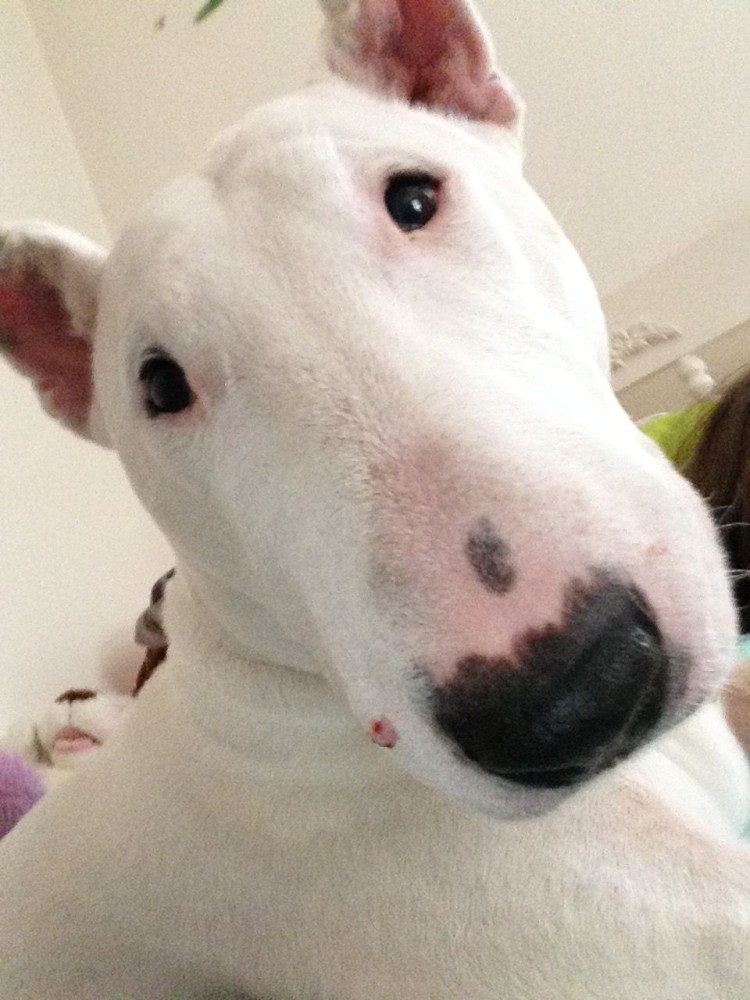 Белая собака Мем