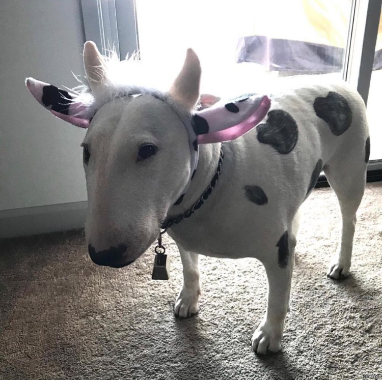 Бультерьер и яйцо