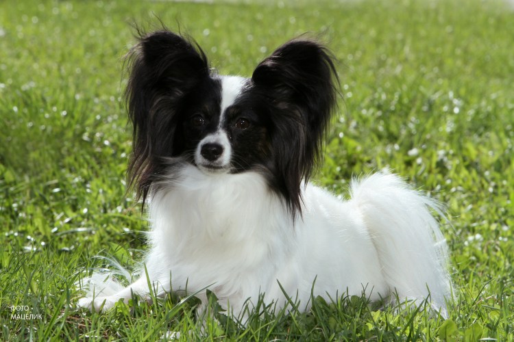 Жан Папильон