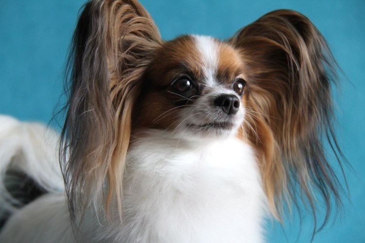 Папильон грумминг