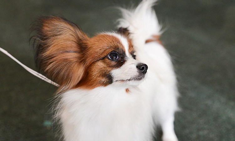 Папильон черный подпалый