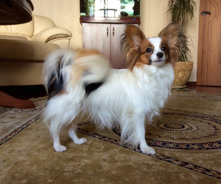 Папильон бабочка лысый