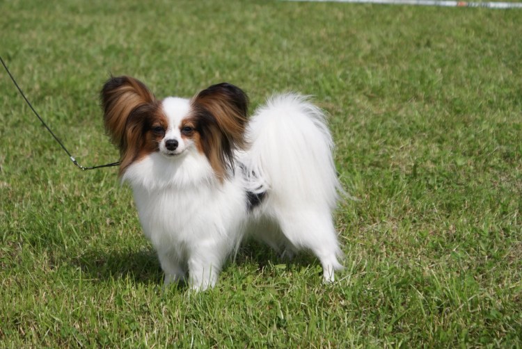 Франсуа Папильон актер