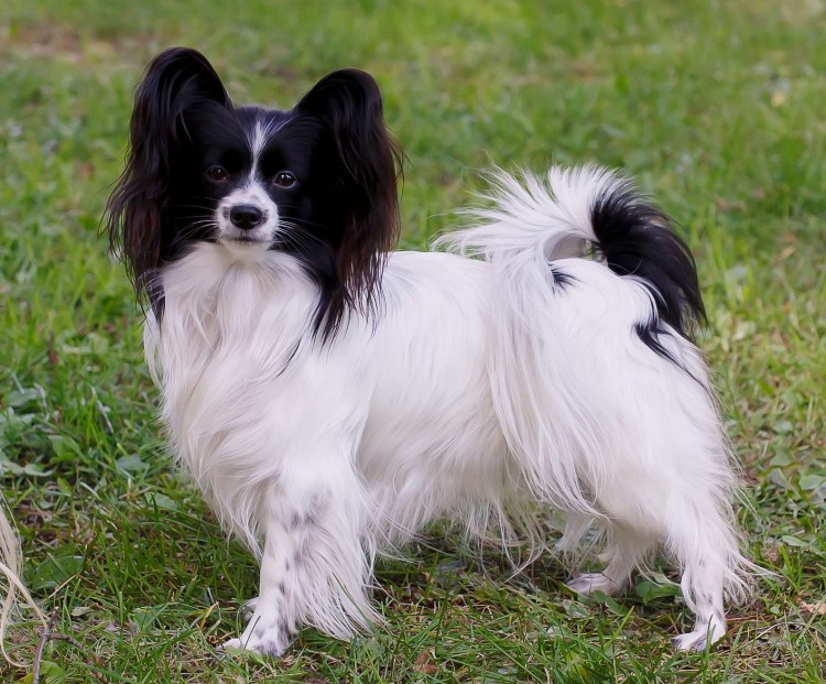 Груминг папийона