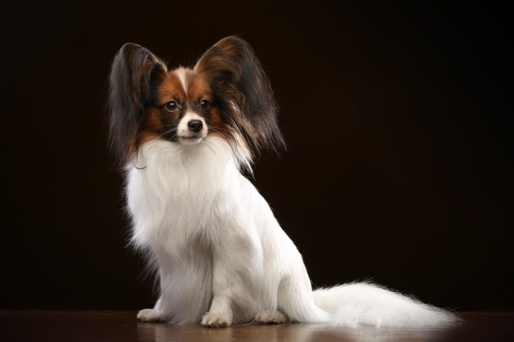 Папильон собака питомник