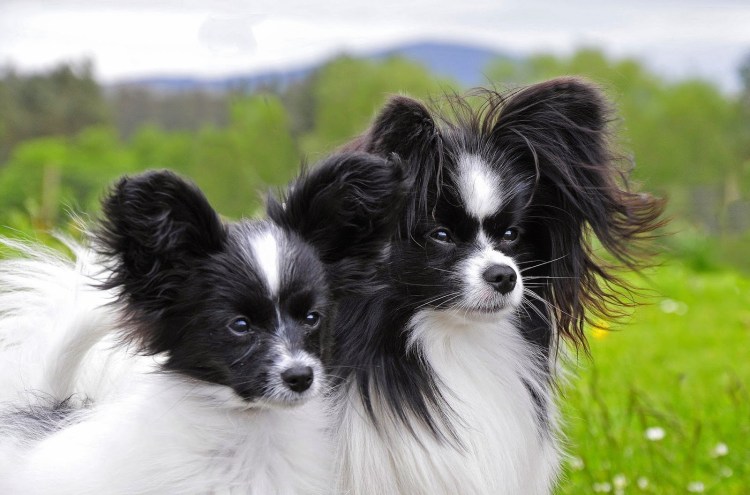 Папильон длинношерстный стрижка