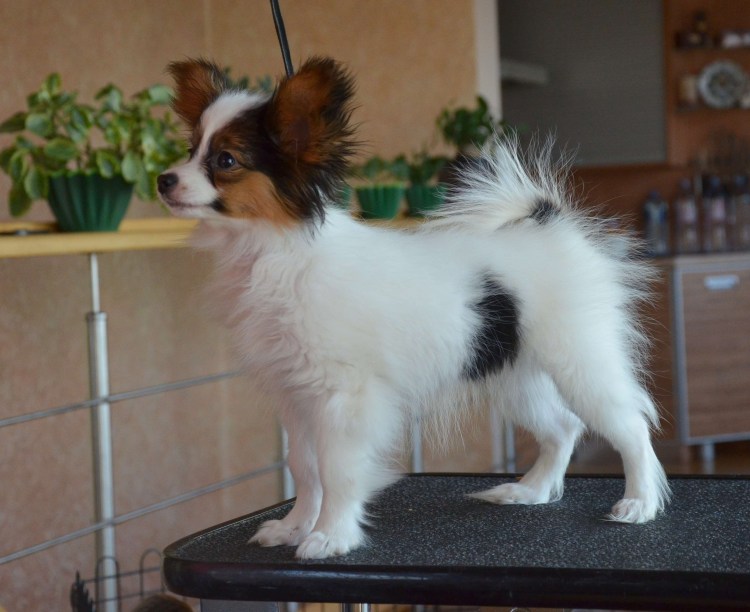 Папийоны собаки характеристика отзывы