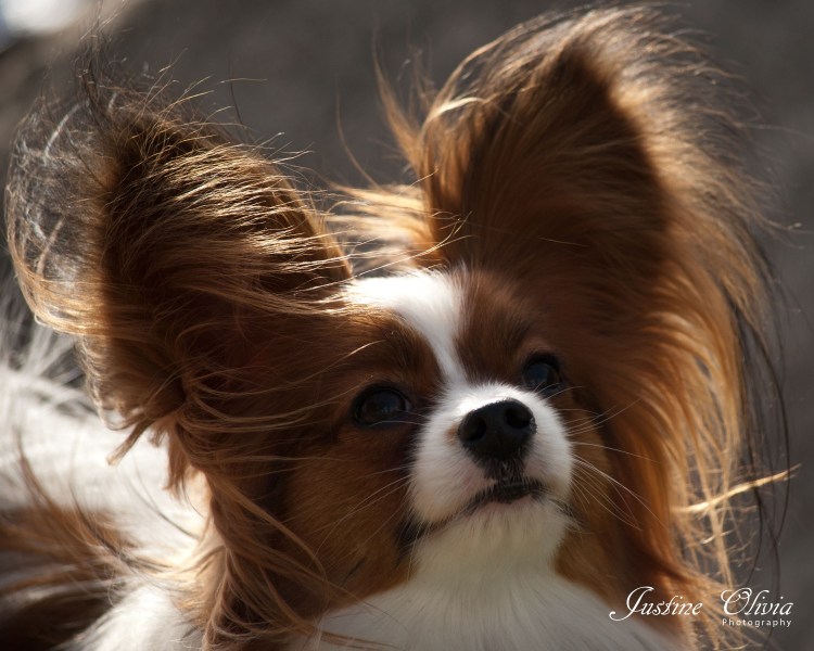 Папильон гладкошерстный