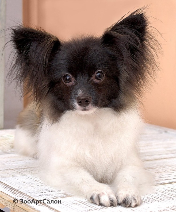 Папильон стрижка