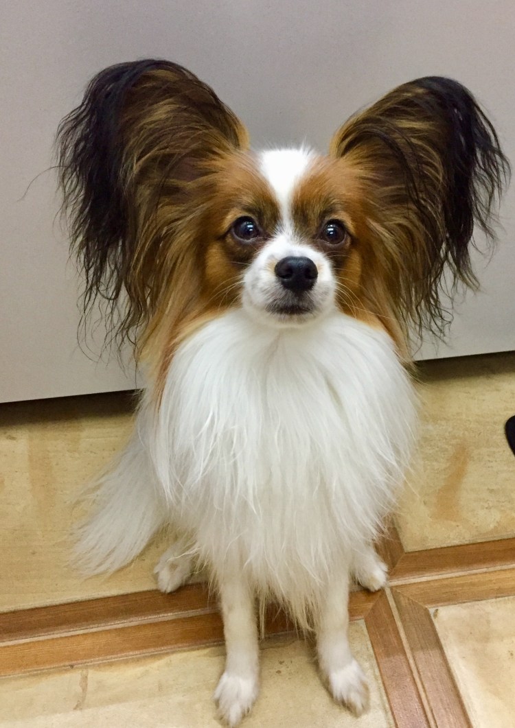 Ленский Арагон Папильон