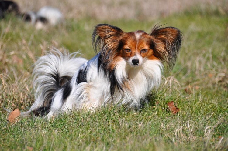 Папильон в 4 месяца