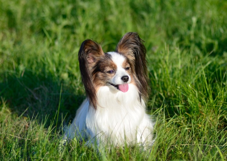 Порода собак Папильон
