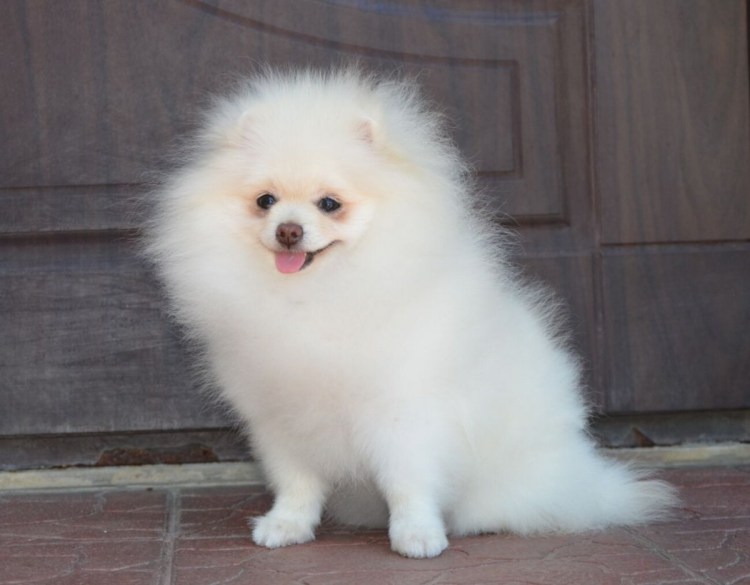 Немецкий шпиц кремовый