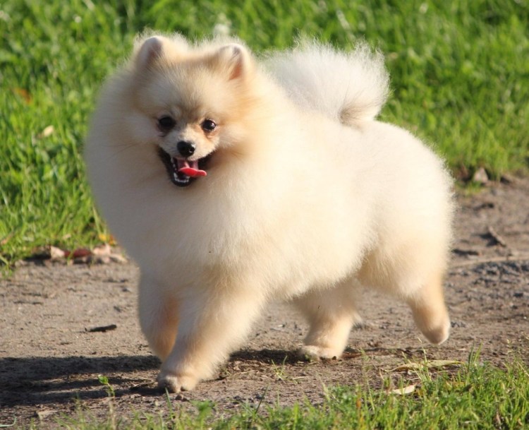 Немецкий шпиц кремовый