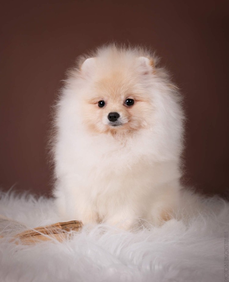 Померанский шпиц карликовый кремовый