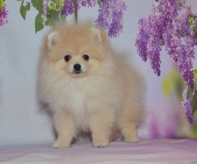 Померанский шпиц кремовый щенок