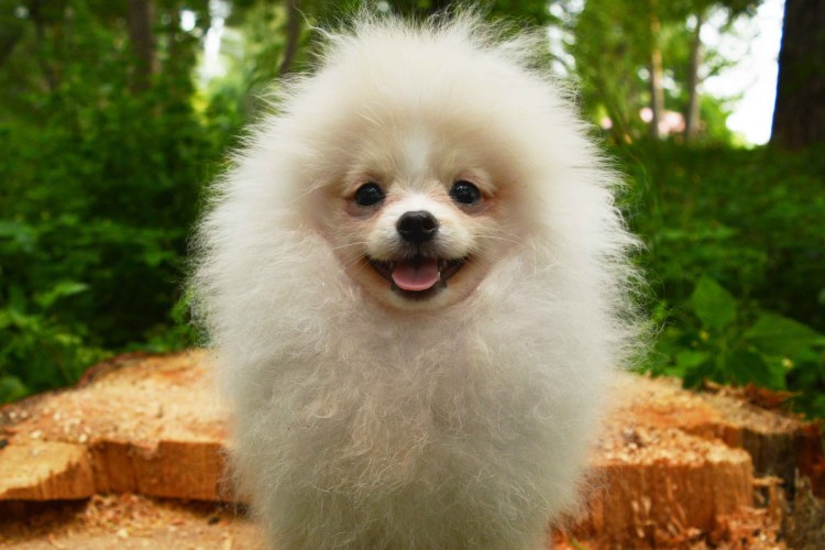 Шпиц оранж Соболь взрослый