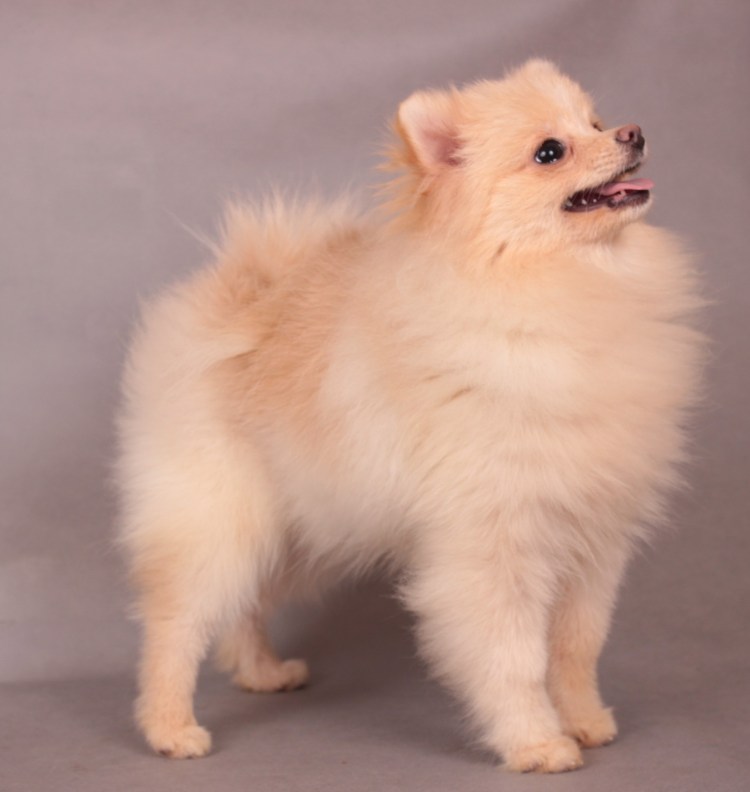 Немецкий шпиц кремовый окрас