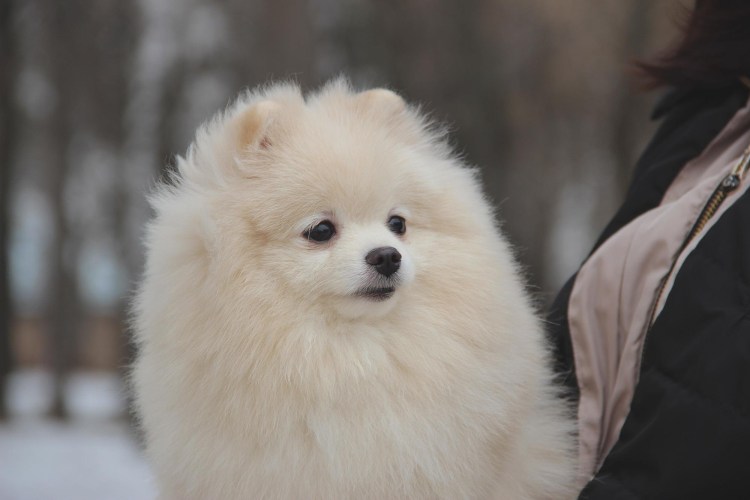 Пиренейский шпиц порода