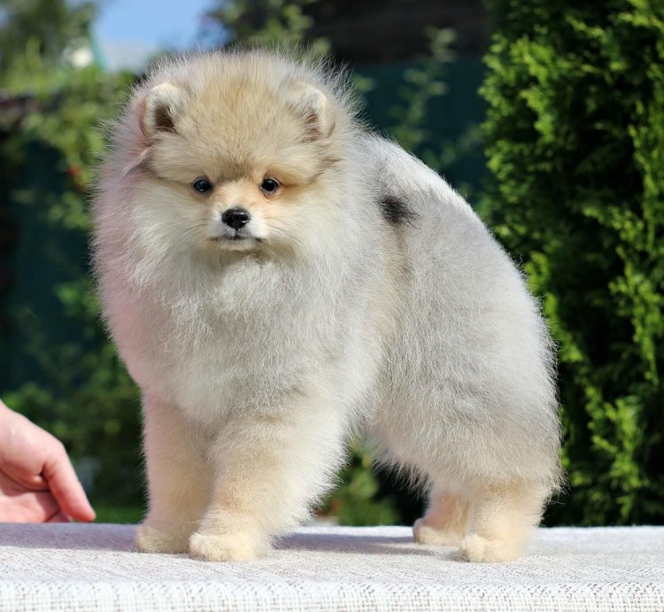 Померанский шпиц кремовый