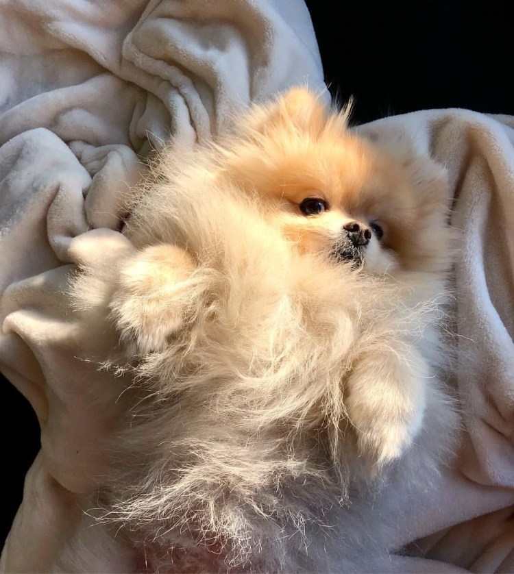 Микро померанский шпиц кремовый