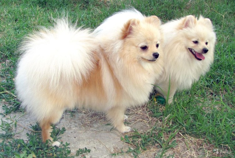 Померанский шпиц кремовый