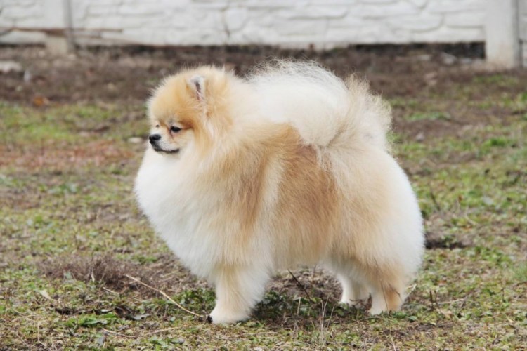 Малый немецкий шпиц кремовый