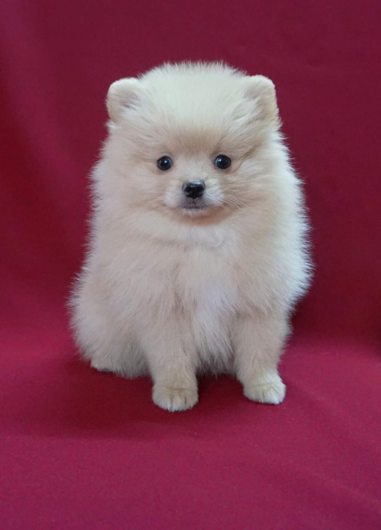 Померанский шпиц кремовый