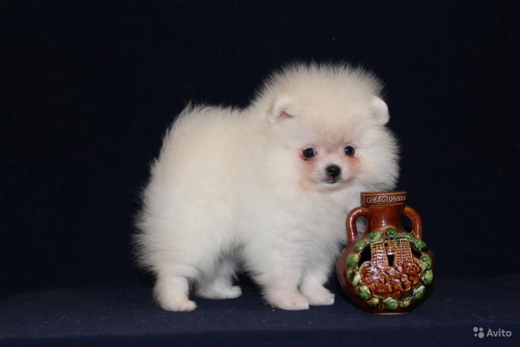 Померанский шпиц Соболь