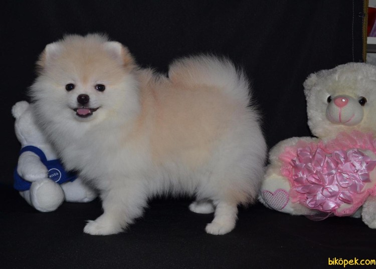 Померанский шпиц кремовый