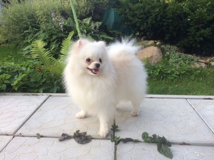 Малый немецкий шпиц кремовый