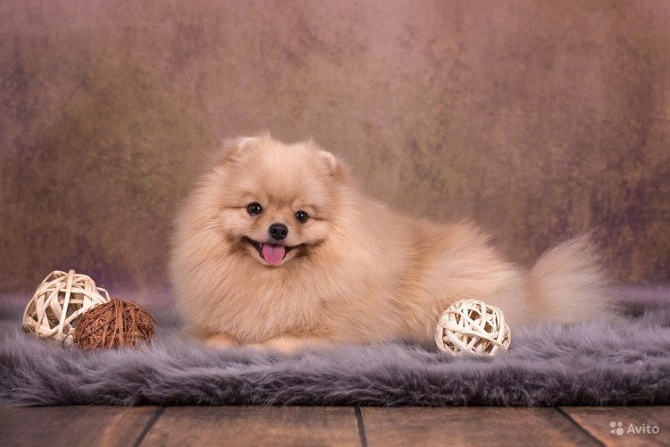 Ласковый шпиц