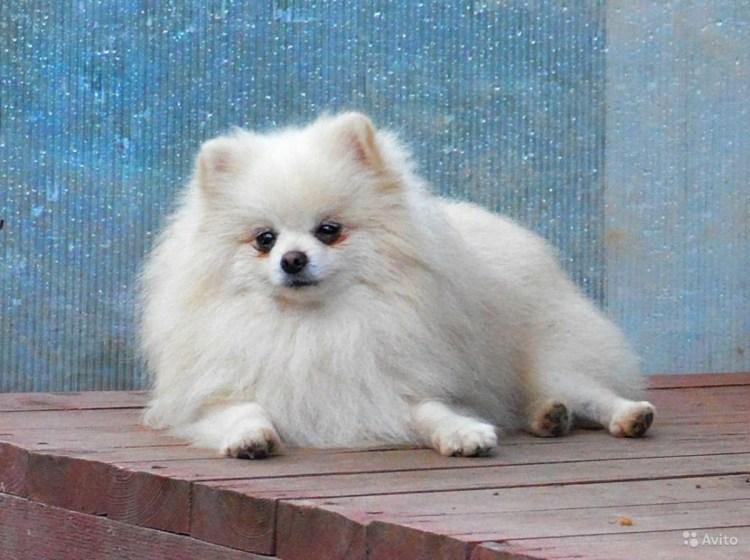 Померанский шпиц медвежьего кремовый