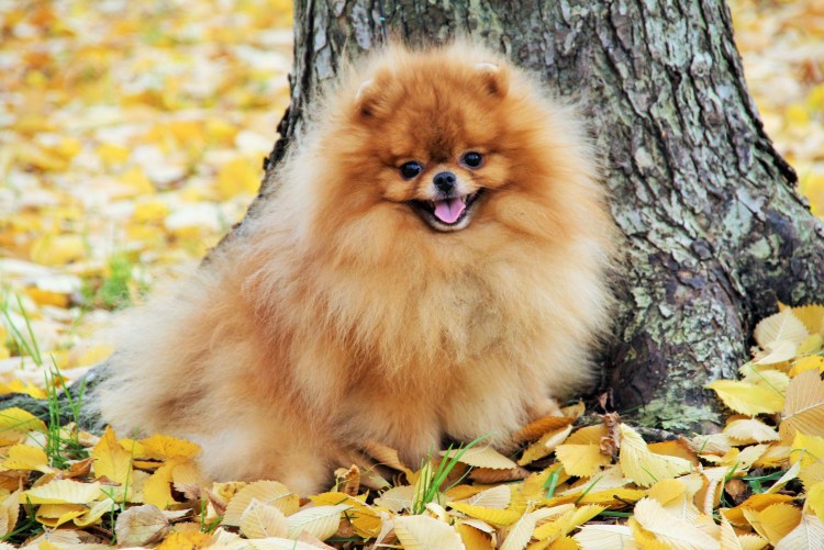 Щенки шпица кремового окраса