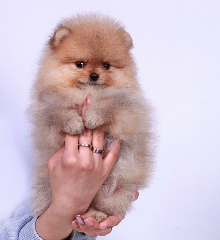 Померанский шпиц карликовый кремовый